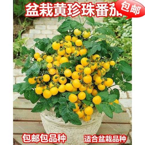 番茄是一年四季都有吗