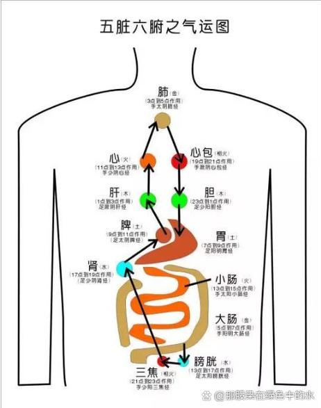 五脏是指哪五位器官