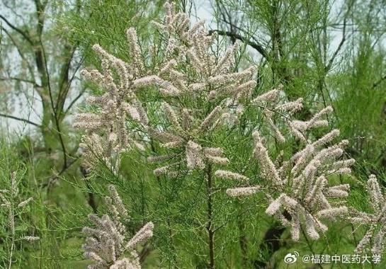 柽柳的功效和作用