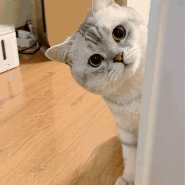 猫猫