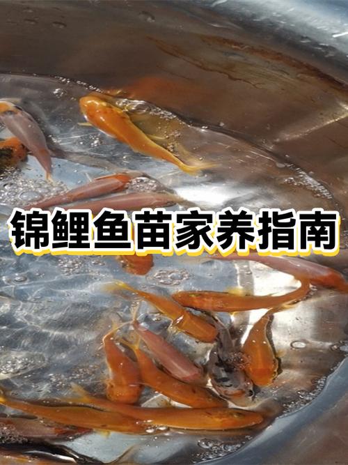 怎么判断锦鲤是否健康缩略图