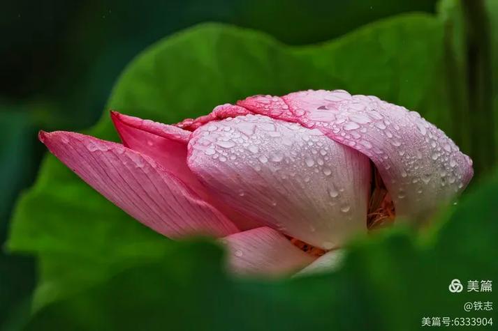 莲花并蒂桃花朵朵