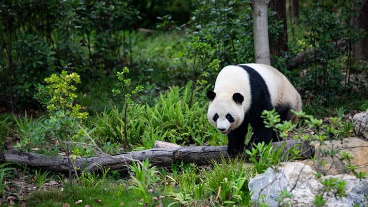 中国大熊猫养殖基地截图