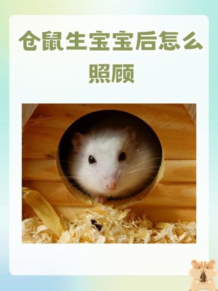 母仓鼠怀孕后吃什么