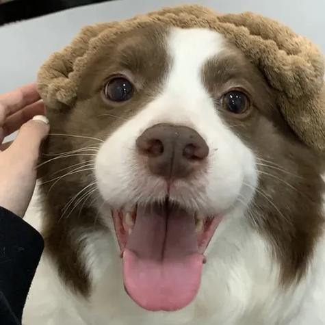 口口犬金币崽