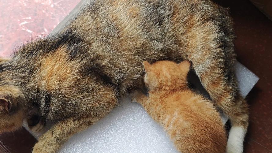 猫咪突然开始疯狂踩奶