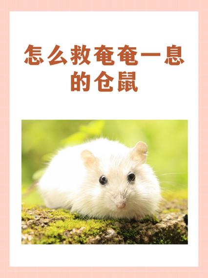 仓鼠5天不喝水会死吗