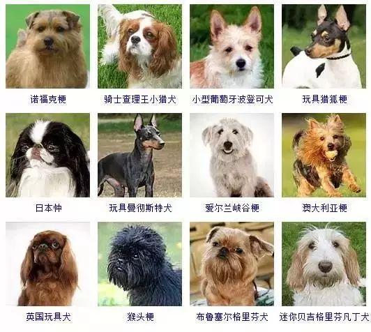 100种狗狗图片游戏截图