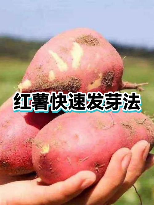 红薯怎样育苗发芽快