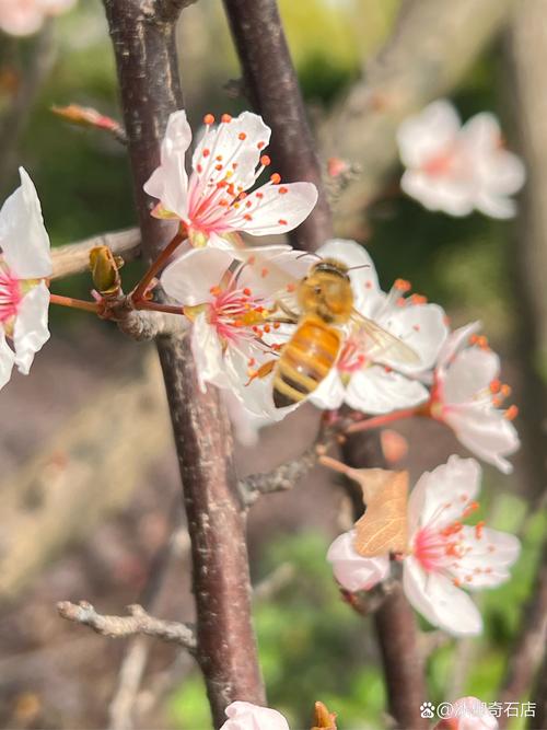 花丛 蜜蜂 采蜜游戏截图