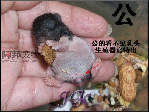 为什么仓鼠不让主人摸