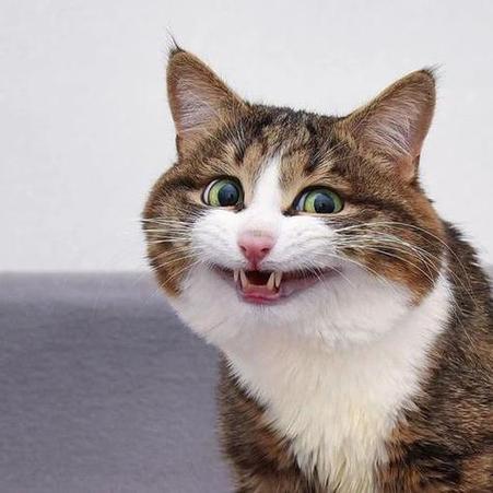 猫生得意