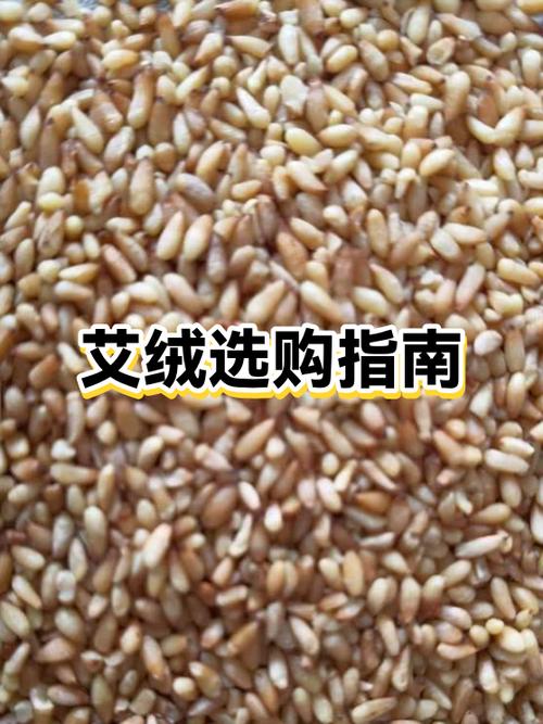 艾草跟艾绒哪个更好