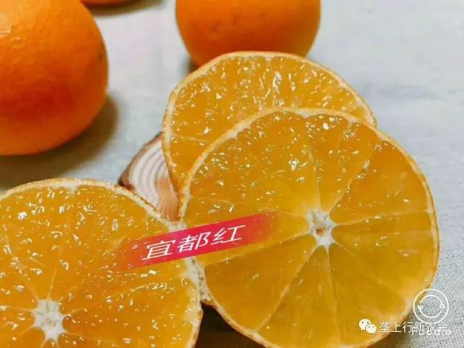 网红orange