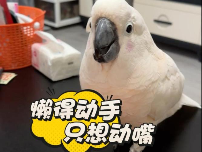 又鸡又馋又带着懒