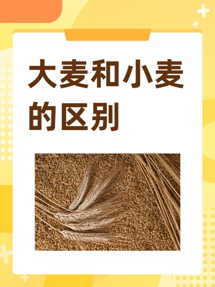 大麦与小麦的区别用途