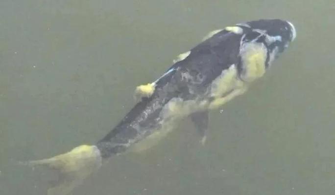 鱼塘水霉病