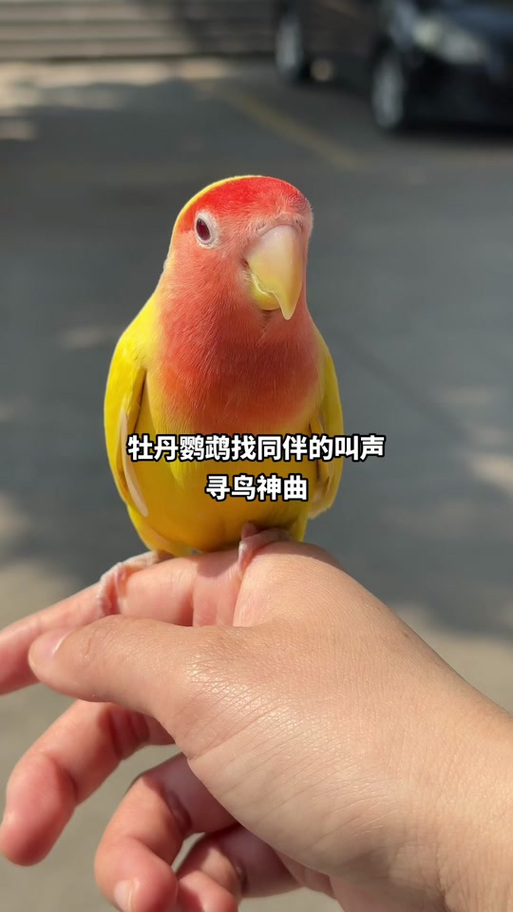 鹦鹉的叫声怎么形容