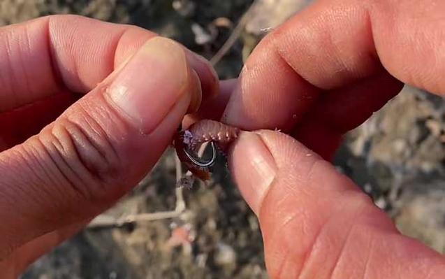 沙蚕用什么腌制钓梭鱼