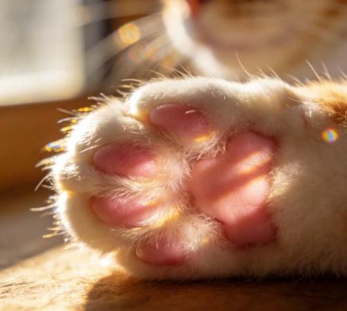 猫爪子的特殊符号代表什么性格