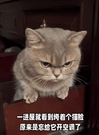 猫脸表情包什么意思