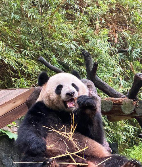 一只熊猫一天的费用截图