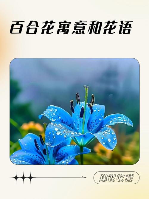 白百合的花语和寓意