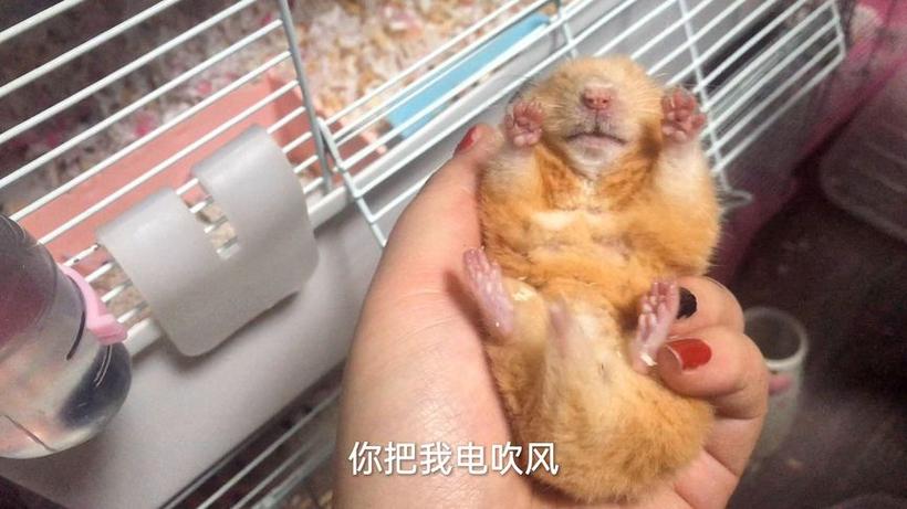 仓鼠用吹风机吹会怎样