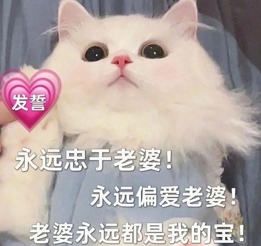 老婆的图片表情包