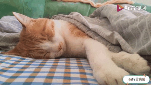 猫咪老是往被窝里钻