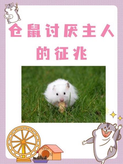 仓鼠会忘记主人吗