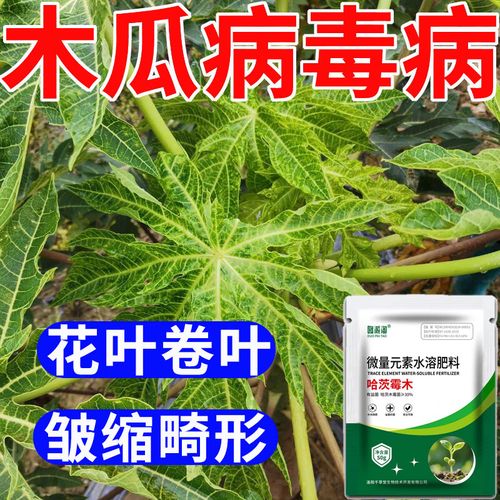 木瓜花叶病毒病特效药