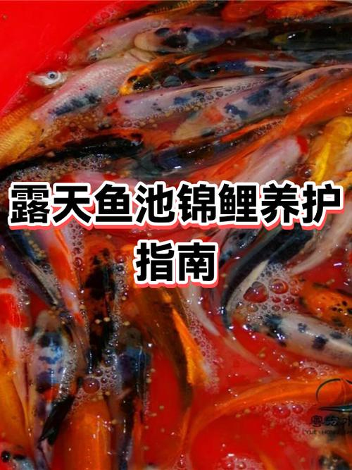 40公分水深可以养锦鲤吗