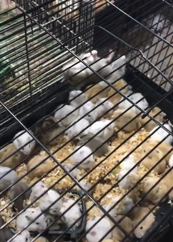 仓鼠爬笼子顶倒吊着爬