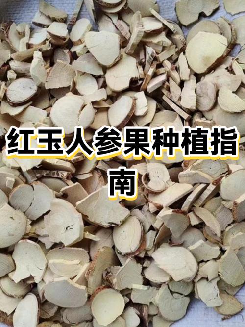 红玉属于什么档次缩略图