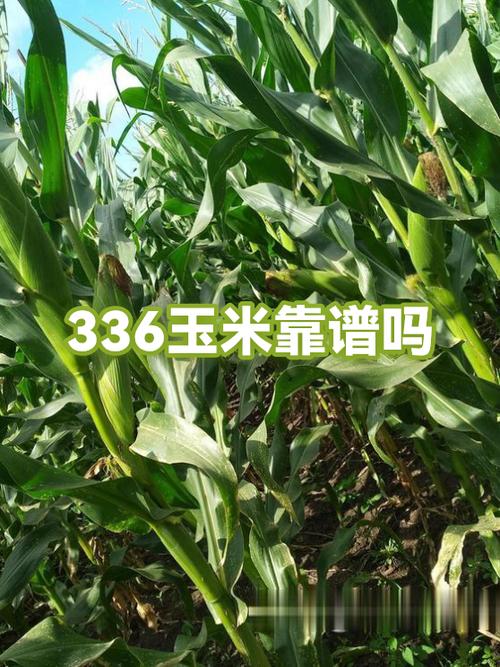 玉米网转发文章靠谱吗