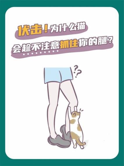 猫咪偷袭主人脚的原因截图
