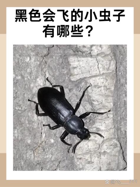 常见的昆虫有哪些图片和名字