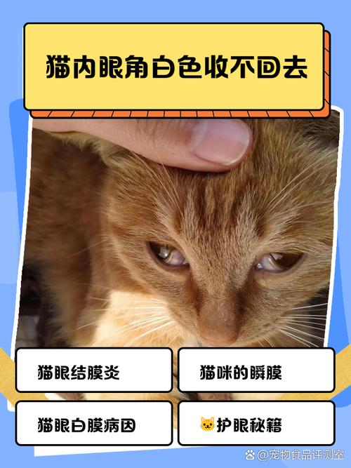 猫眼角白色膜出来了怎么办
