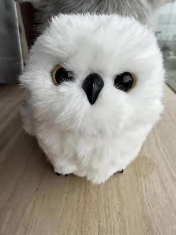 小雪鸮