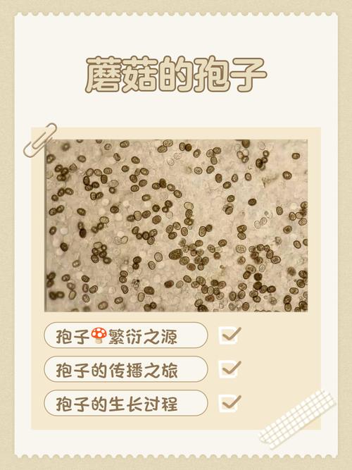 孢子有几个版本