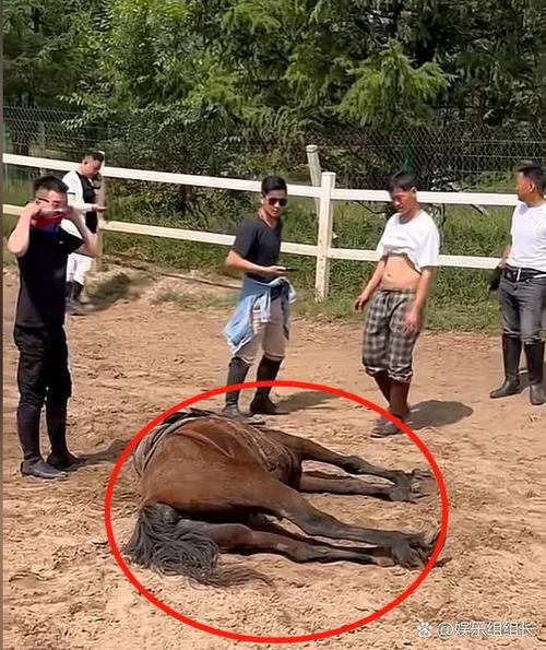 终极版送的马死了还能骑吗