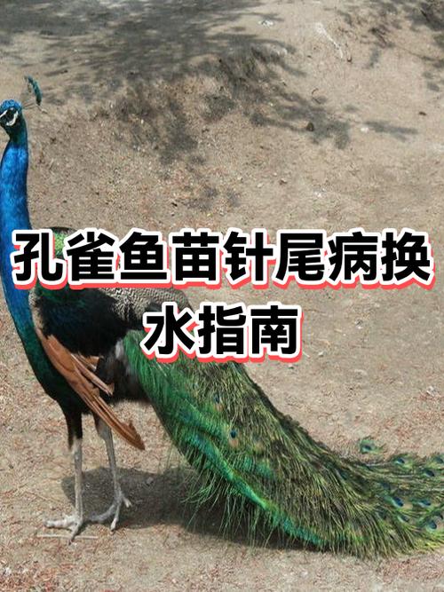 孔雀鱼身上发白腐烂还有救吗缩略图