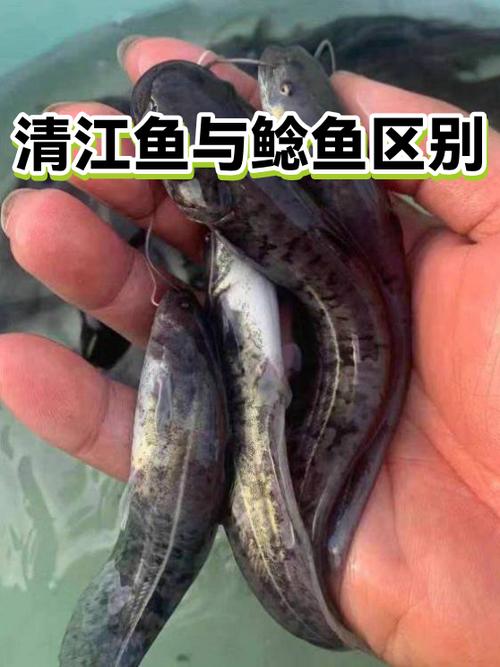 清江鱼和鲶鱼的区别
