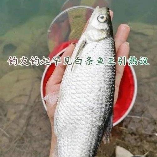 京东白条公众号更换登录账号方法