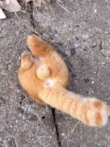 猫铃铛隐藏款是什么
