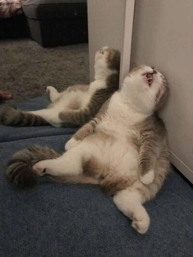 累死的表情包