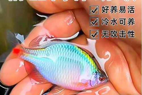 鳑鲏鱼如何养出颜色
