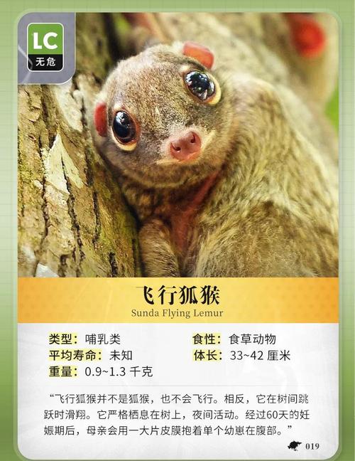 盛况空前形容什么动物