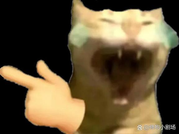 猫meme死对头表情包图片